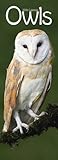 Image de Owls Slim 2016