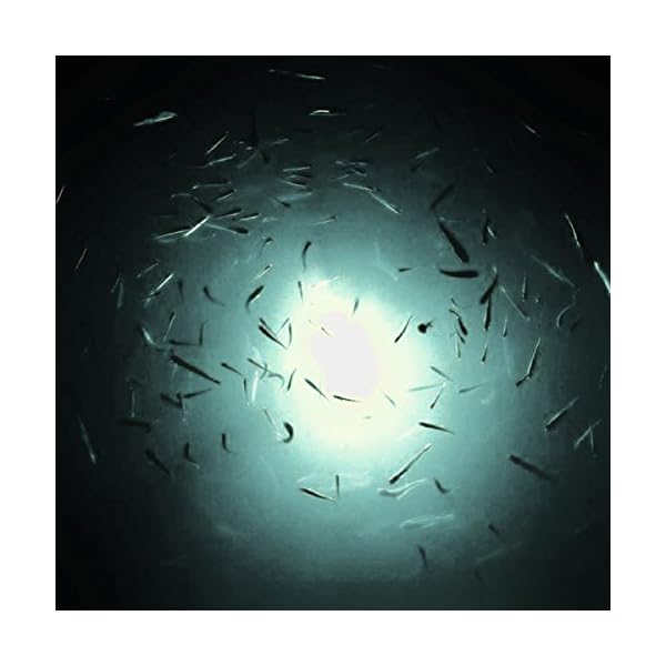 Goture-12V-108w-180-LEDs-Submersible-Fishing-Light-With-5m-547yd-Cord-White-Blue-Green