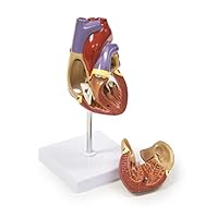 Walter Products B10405A Human Heart Model, Life Size, 2 Parts, 4.5 x 3 x 3 Inches