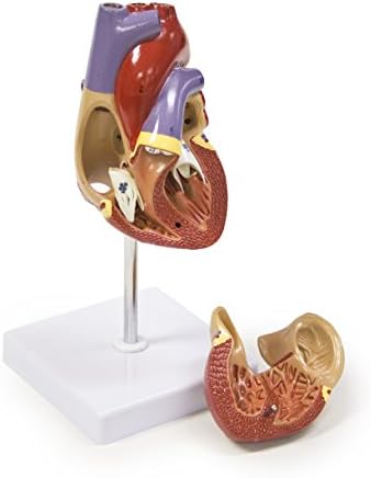 Walter Products B10405A Human Heart Model, Life Size, 2 Parts, 4.5 x 3 x 3 Inches