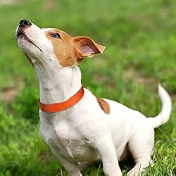 Joytale Dog Collar,Soft Neoprene Padded Breathable