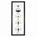 5 Dragonfly Specimens on Cotton Backed Wooden Frame