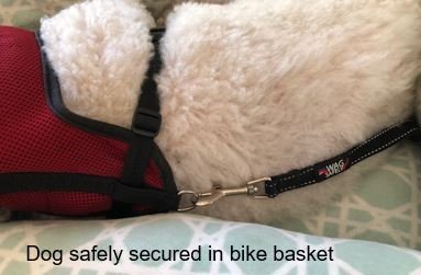 WagSafely Dog Safety Tether - Bike Basket Safety Strap (LG)