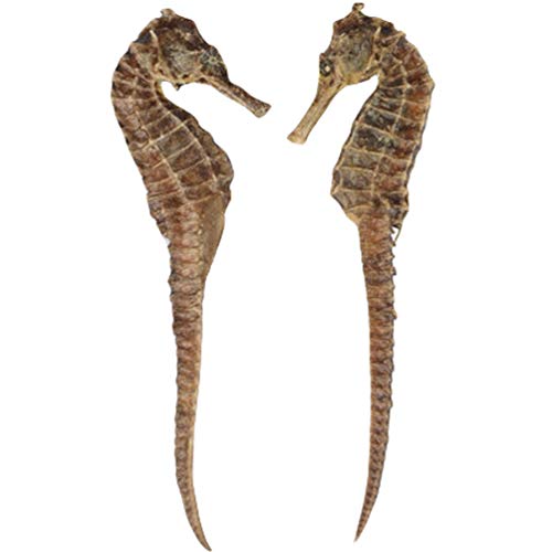 OUYANGHENGZHI Chinese Soup Materials Dried Sea Horse Small Haima 小海马干 1 Pair - Thumbnail 6