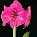 Amaryllis Bulb, Hippeastrum Bulb, It is The Bulb, Not The Hippeastrum Seed - 1 Pcs/Bag