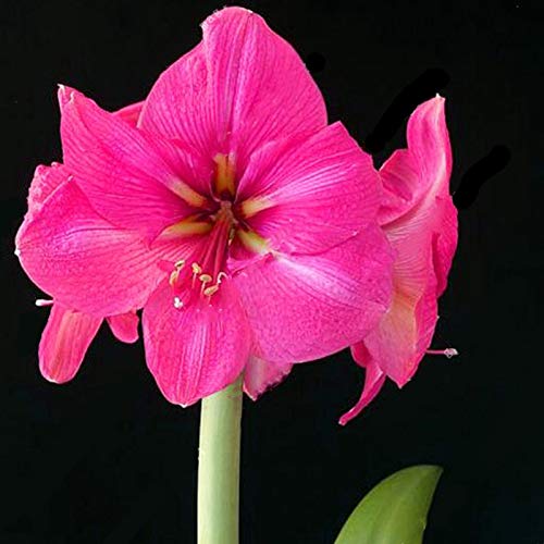 Amaryllis Bulb, Hippeastrum Bulb, It is The Bulb, Not The Hippeastrum Seed - 1 Pcs/Bag
