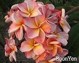 boonyen plumeria 5 seeds!rare!