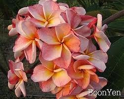 boonyen plumeria 5 seeds!rare!