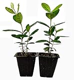 9GreenBox - Pineapple Guava - 2 Pack