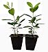 9GreenBox - Pineapple Guava - 2 Pack primary