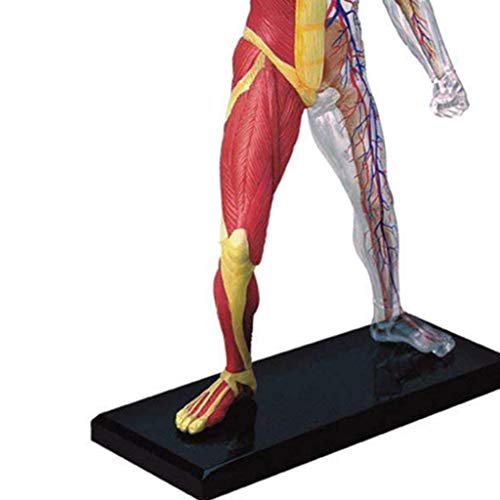 image for LXX Human Muscle and Skeleton Anatomy Model Detachable Anatomical Medi