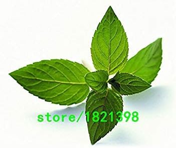 Amazon Co Jp チックシードグリーン野菜の種バルコニー鉢植え種子の発芽率は98 0pcs ホーム キッチン