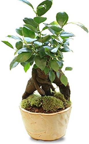 Amazon Co Jp インテリア盆栽 がじゅまる 多幸の樹 白鉢 Diy 工具 ガーデン