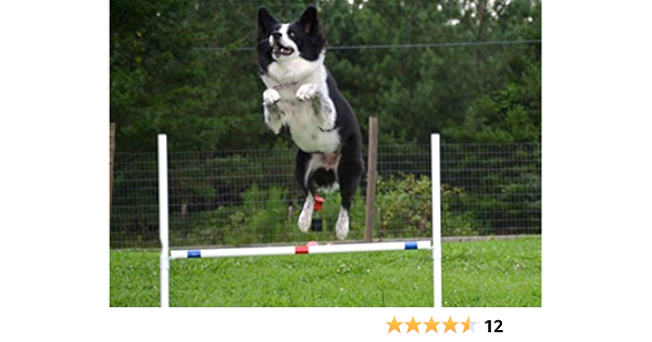 agility course for dogs amazon