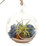 Bliss Gardens Mini Air Plant Terrarium Kit with 3