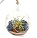 Bliss Gardens Mini Air Plant Terrarium Kit with 3" Round Glass / Blue Moss / Sand / Tiger's Eye Stone