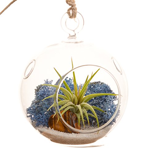 Bliss Gardens Mini Air Plant Terrarium Kit with 3