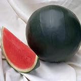 Seeds Rare Watermelon Black Beauty Early Giant