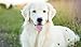 Solid Gold Dry Dog Food for Adult & Senior Dogs - Made with Oatmeal, Pearled Barley, and Fish Meal - Holistique Blendz Potato Free High Fiber Dog Food for Sensitive Stomach & Immune Support - 15 LB