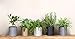 Indoor Round Modern Fiberglass Resin Planter Pot with Drainage Hole and Plug, 10 inch, Matte White, 96-G-1-L