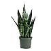 American Plant Exchange Green Sansevieria Trifasciata Zeylanica Live Plant, 6