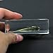 Zebra Tilapia Fish Paperweight (2.9x1.6x1