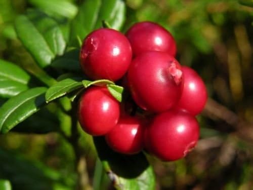 50+ Vaccinum Vitas-Idaea, Mountain Cranberry, Lingonberry, Cowberry Seeds / Evergreen Perennial
