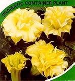 9GreenBox  Indian Pink Angel Trumpet  5 Seeds