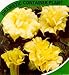 Angel's Trumpet Double Cream 10 Seeds - Datura