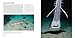 Sharks: Ancient Predators in a Modern Sea