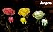 Anpro Solar Garden Rose Lights,3 Pack Waterproof Solar Lights with 6 Roses Lights Outdoor Garden Decorative, Waterproof with Stakes Decor for Garden Yard Party,Valentine's Day(White, Pink,Yellow)