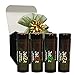JaZzz Lip Balm Gift Set in 4 Exotic Flavors.(4 pack) Lip Care Treatment contains Hemp Seed Oil, Cocoa Butter & Natural Beeswax to Repair Dry & Chapped lips. Great Gift Ideas for Him or Her - by Suona