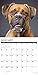 Just Boxers 2019 Wall Calendar (Dog Breed Calendar)