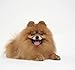 itPlus Pet Dog Hair Clips Small Bowknot Grooming Topknot Bows Puppy Cat Hair Accessories (14PCS)