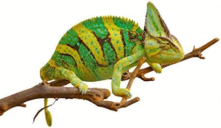 ملصق حائط Wallmonkeys Chameleon رسومات لاصقة وقابلة للتقشير Wm245152 Amazon Ae