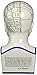 Design Toscano SP020 Full Size Phrenology Head Bust Fortune Telling Statue, 12 Inch, Porcelain, White