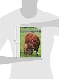 Image de Nutrition and Feeding of Organic Cattle