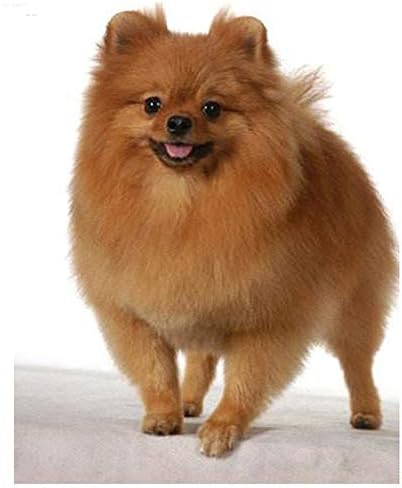 Diamond Embroidery Pomeranian Dog Full Square 5D DIY Diamond Painting Cross Stitch Needlework Diamond Mosaic Wall Sticker-40X50Cm