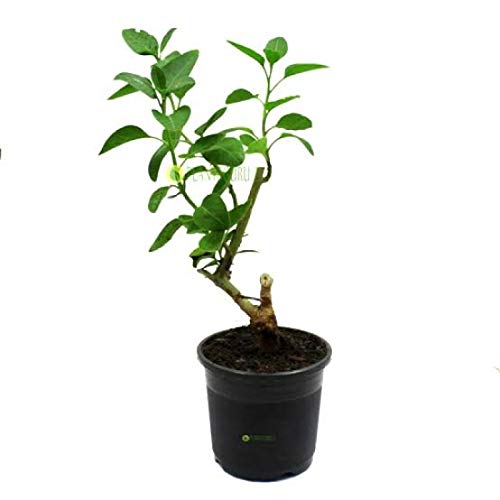 Buy c Plant Live Ashwagandha Winter Cherry Medicinal Plant With Pot Online At Low Prices In India Amazon In