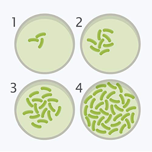 Bacteria Science Kit Petri Dishes with Agar and Swabs Top Science