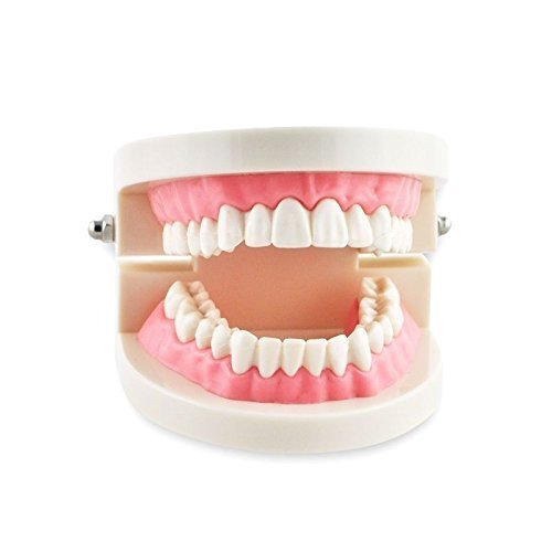 Dental Dentist Flesh Pink Gums Standard Teeth Tooth Teach Model