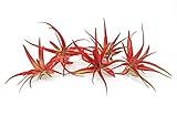 5 Live Air Plants | Bright Red Tillandsia Air Plant Pack | Colorful Indoor Plants | Real Houseplants | Easy Terrarium Decor Kit by Plants for Pets