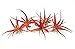 5 Live Air Plants | Bright Red Tillandsia Air Plant Pack | Colorful Indoor Plants | Real Houseplants | Easy Terrarium Decor Kit by Plants for Pets