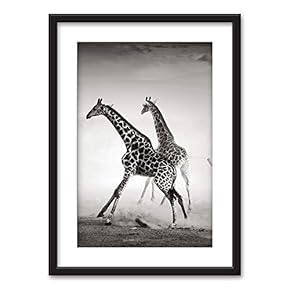 Framed Running Giraffes in Black White Black Picture...