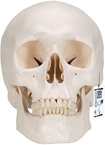 Amazon 実物大の頭蓋骨模型 頭蓋 標準型モデル 3b Scientific 3b Scientific 人体模型