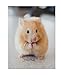 Journal: Hamster by Dreamflight Publications