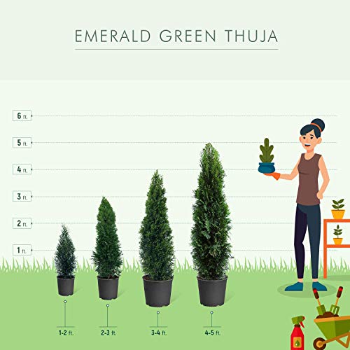 Brighter Blooms Emerald Green Arborvitae Evergreen Trees Perfect for Privacy Large