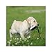 Avery Sporting Dog 2