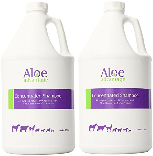(2 pack) Aloe Concentrated Shampoo