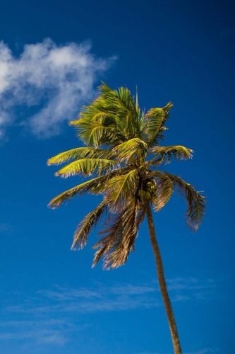 Download Palm Tree Journal